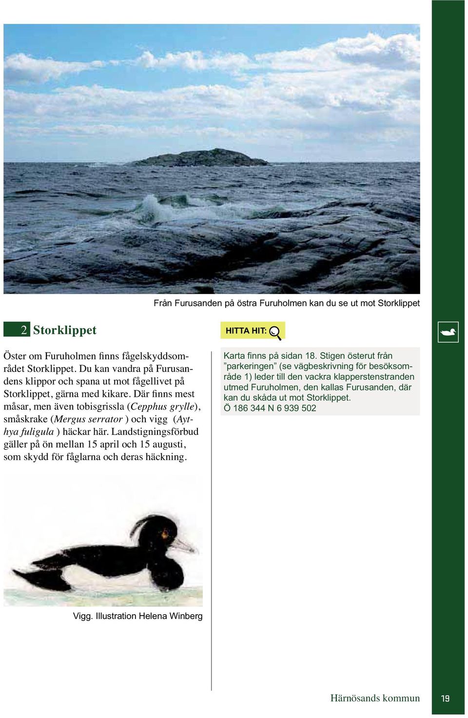 Där finns mest måsar, men även tobisgrissla (Cepphus grylle), småskrake (Mergus serrator ) och vigg (Aythya fuligula ) häckar här.