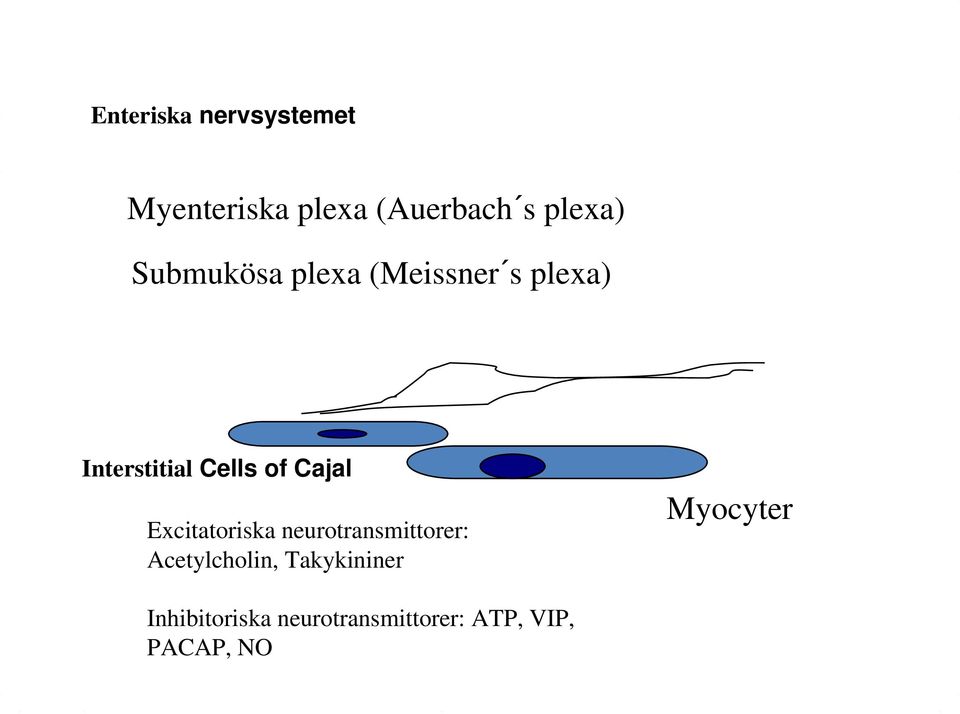 Cajal Excitatoriska neurotransmittorer: Acetylcholin,