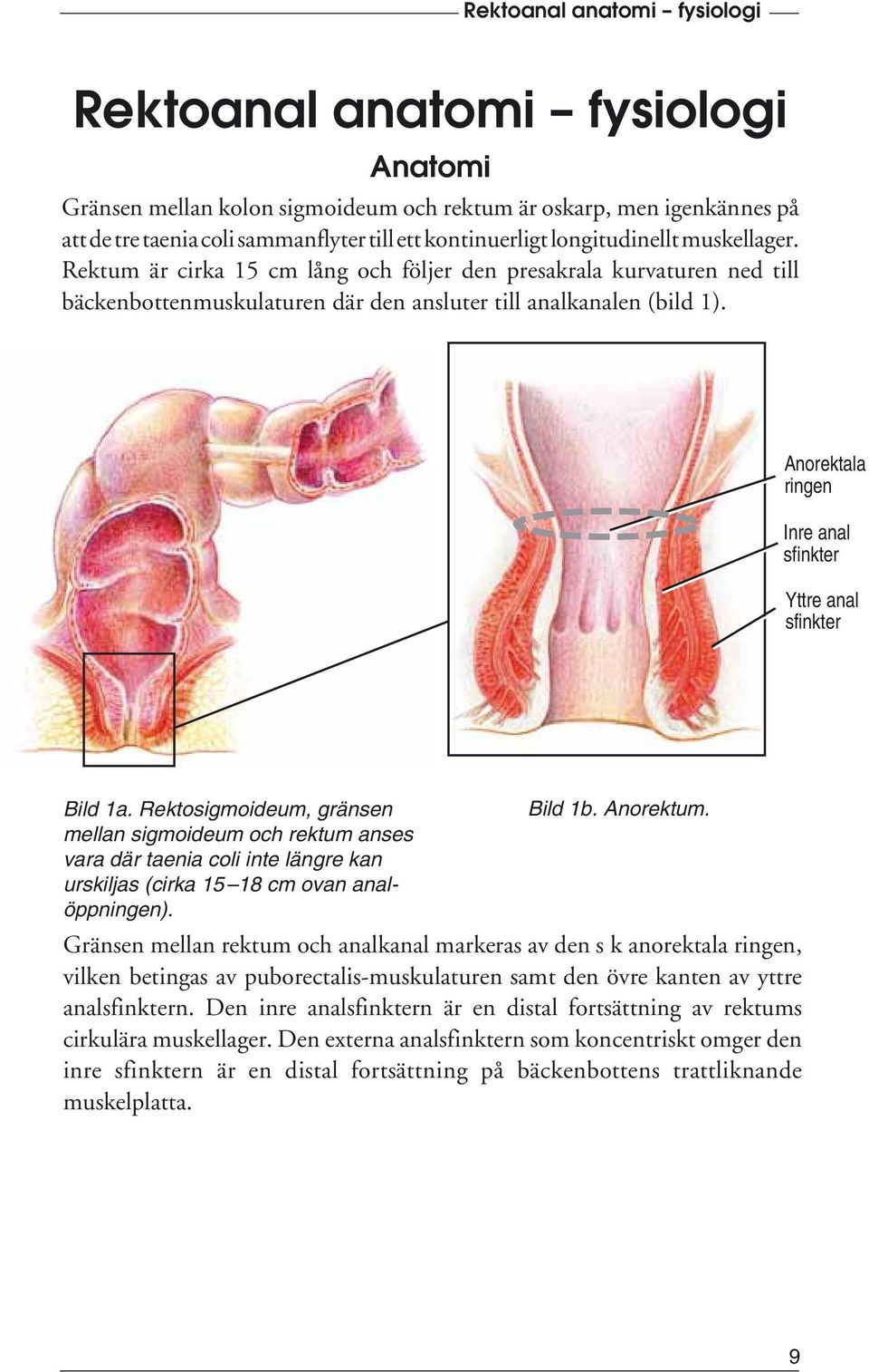 Anorektala ringen Inre anal sfinkter Yttre anal sfinkter Bild 1a. Rektosigmoideum, gränsen Bild 1b. Anorektum.