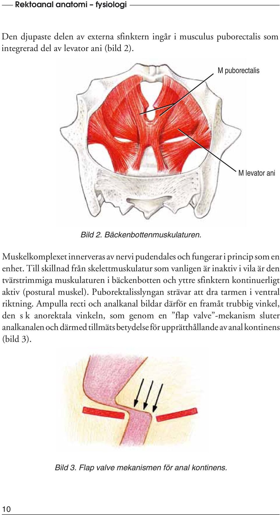 Till skillnad från skelettmuskulatur som vanligen är inaktiv i vila är den tvärstrimmiga muskulaturen i bäckenbotten och yttre sfinktern kontinuerligt aktiv (postural muskel).