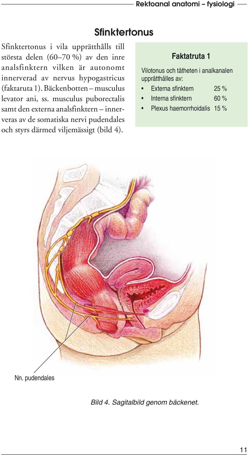 musculus puborectalis samt den externa analsfinktern innerveras av de somatiska nervi pudendales och styrs därmed viljemässigt (bild 4).