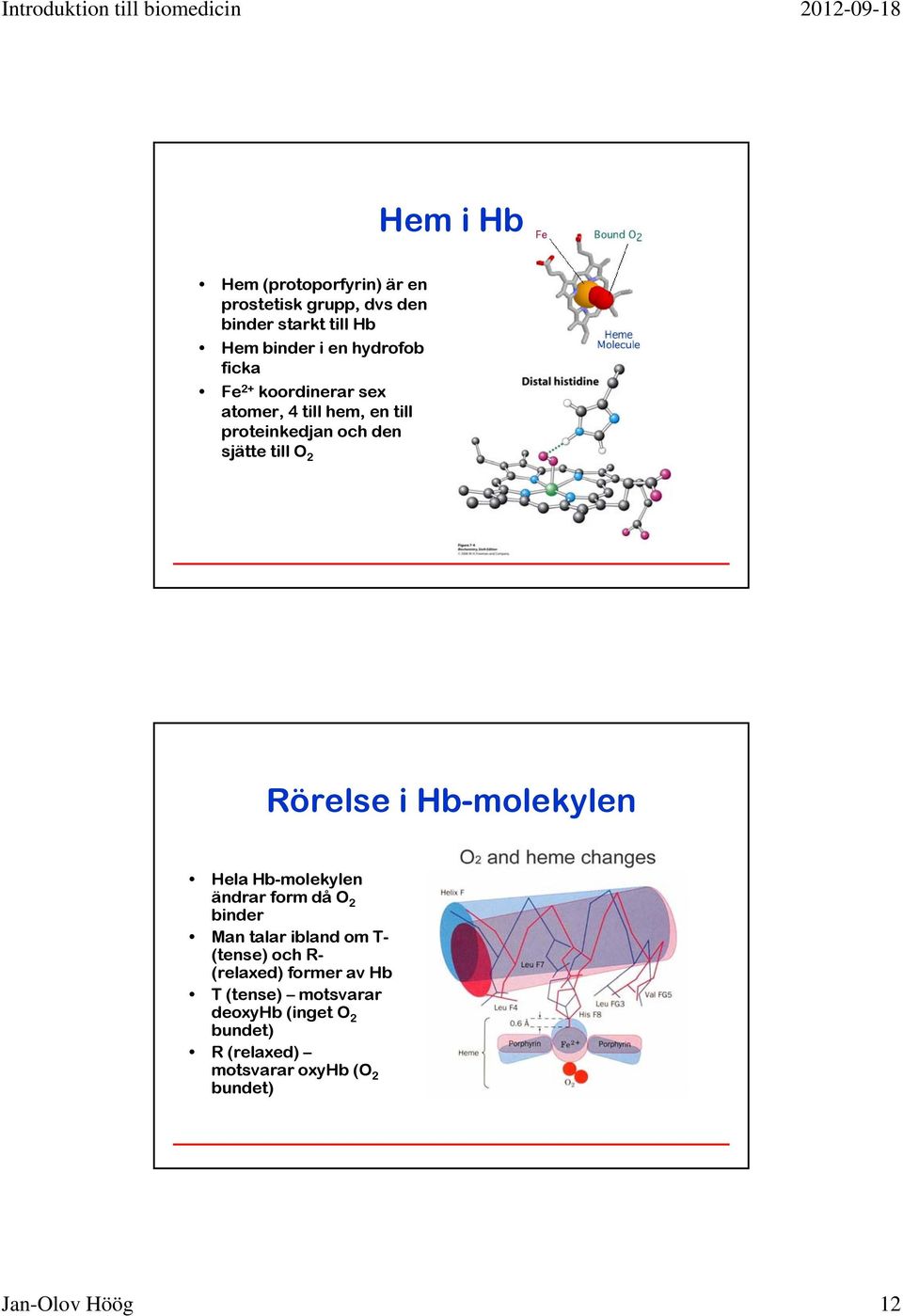 Hb-molekylen Hela Hb-molekylen ändrar form då O 2 binder Man talar ibland om T- (tense) och R- (relaxed)