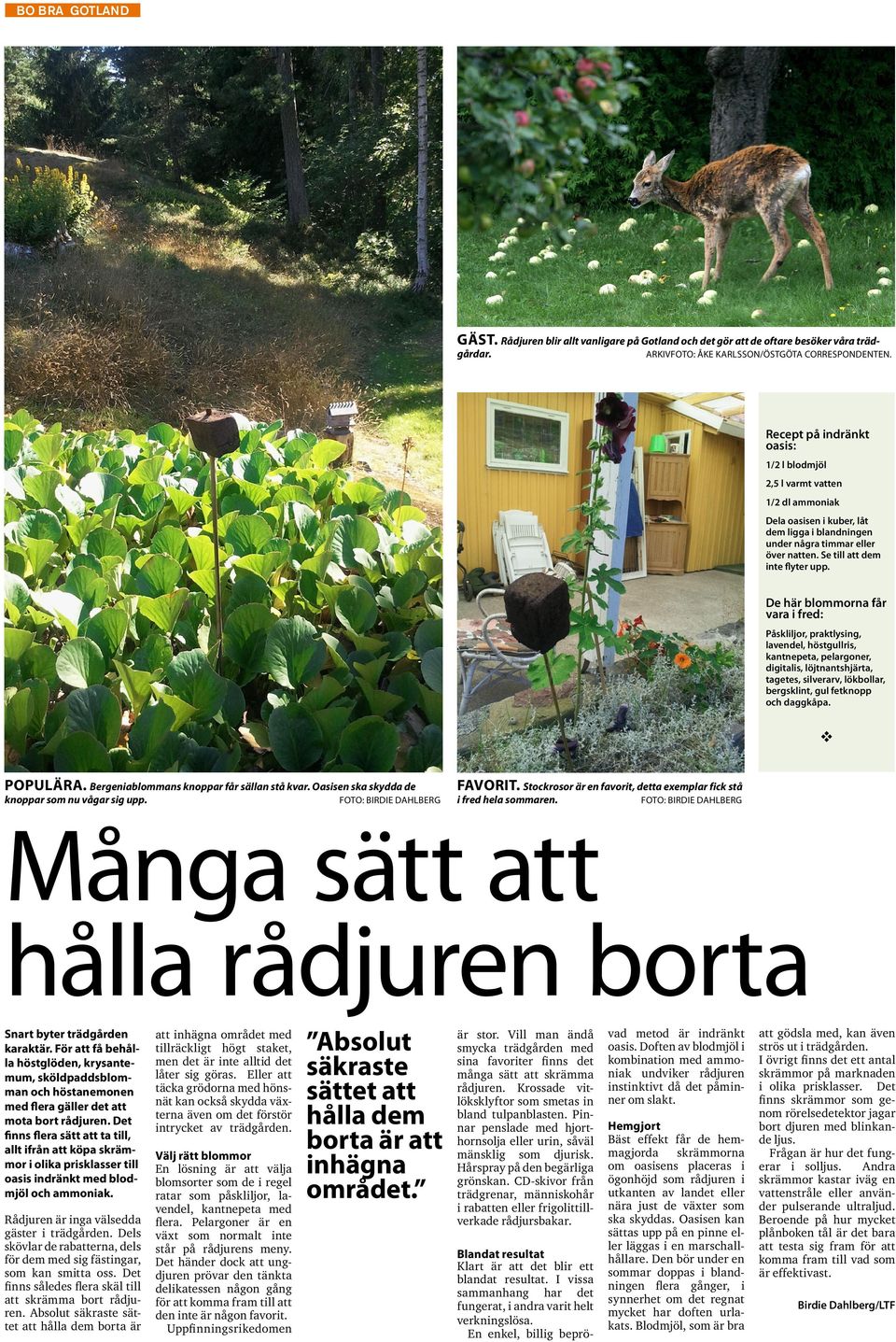 De här blommorna får vara i fred: Påskliljor, praktlysing, lavendel, höstgullris, kantnepeta, pelargoner, digitalis, löjtnantshjärta, tagetes, silverarv, lökbollar, bergsklint, gul fetknopp och