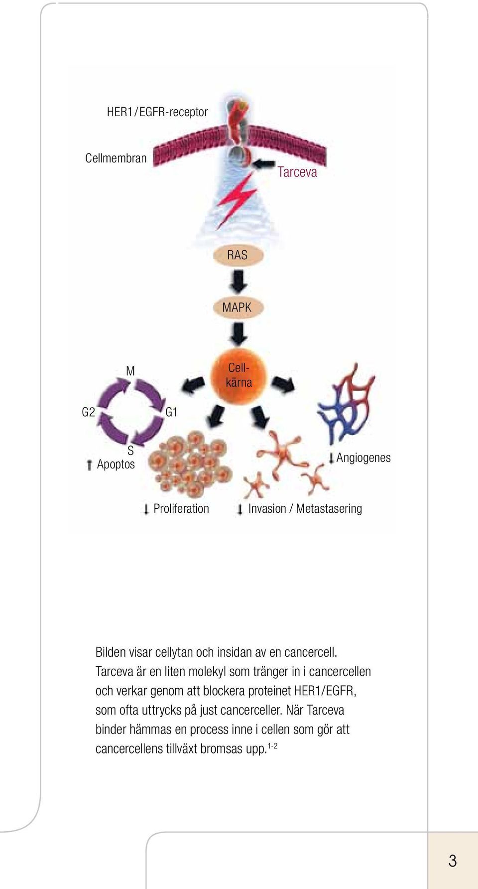 Tarceva är en liten molekyl som tränger in i cancercellen och verkar genom att blockera proteinet