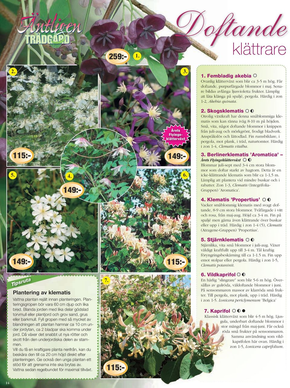 Skogsklematis Otrolig växtkraft har denna småblommiga klematis som kan ränna iväg 8-10 m på höjden. Små, vita, något doftande blommor i knippen från juli-aug och mörkgrönt, frodigt bladverk.