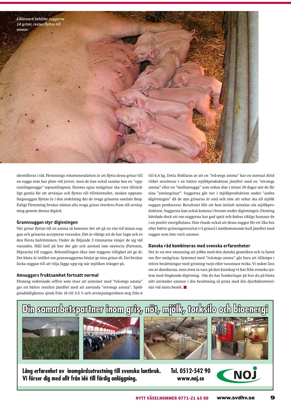 Hennes egna smågrisar ska vara tillräckligt gamla för att avvänjas och flyttas till tillväxtstallet, medan uppsamlingssuggan flyttas in i den avdelning där de svaga grisarna samlats ihop.