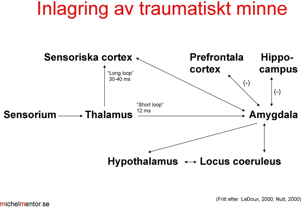 Short loop 12 ms Sensorium Thalamus Amygdala (-) (-)