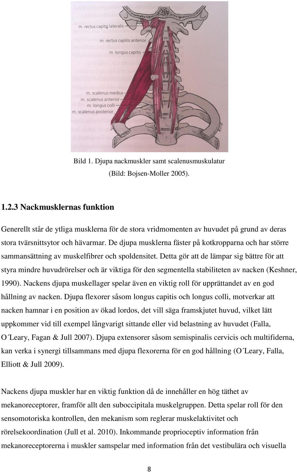 De djupa musklerna fäster på kotkropparna och har större sammansättning av muskelfibrer och spoldensitet.