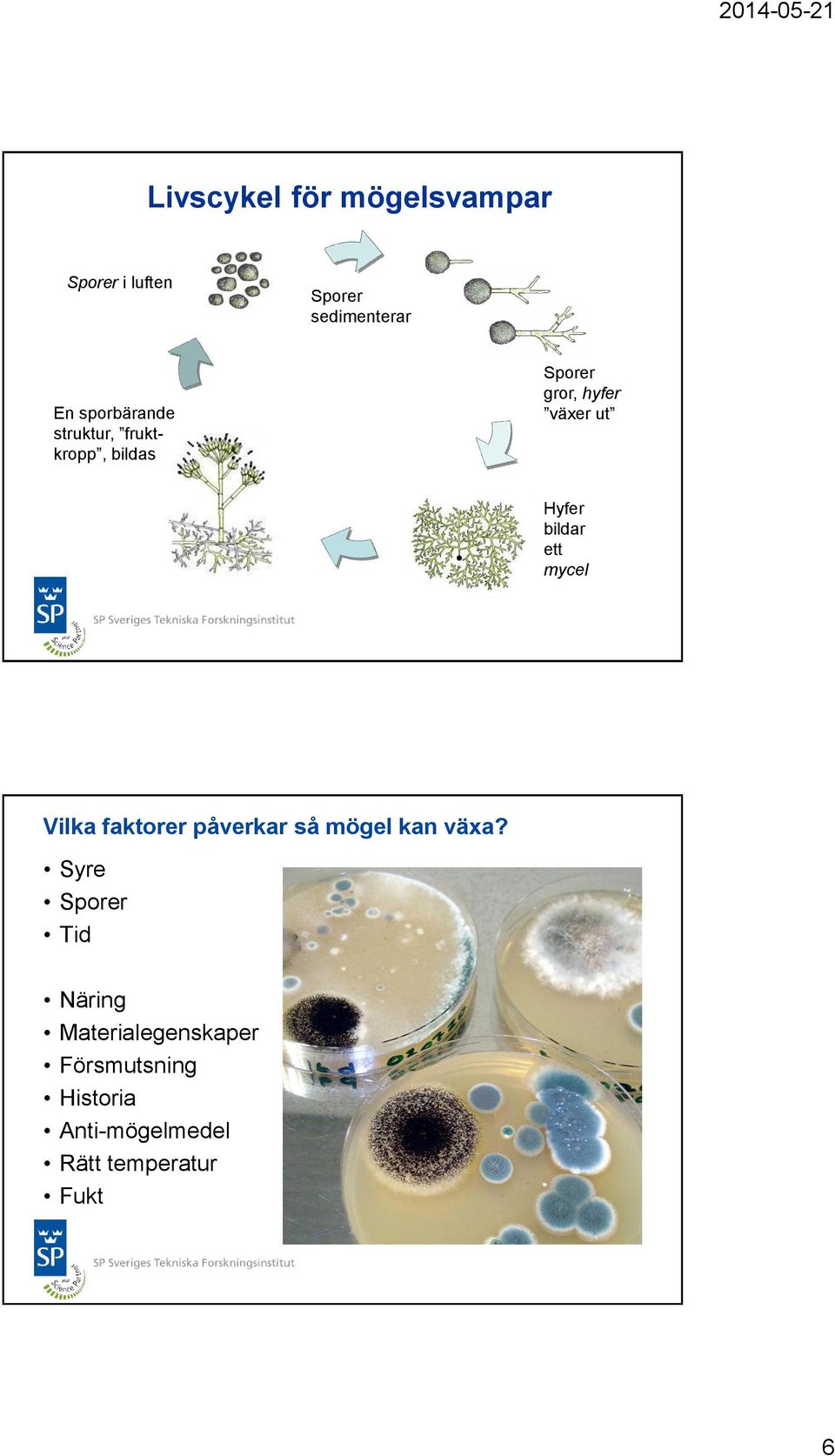 bildar ett mycel Vilka faktorer påverkar så mögel kan växa?