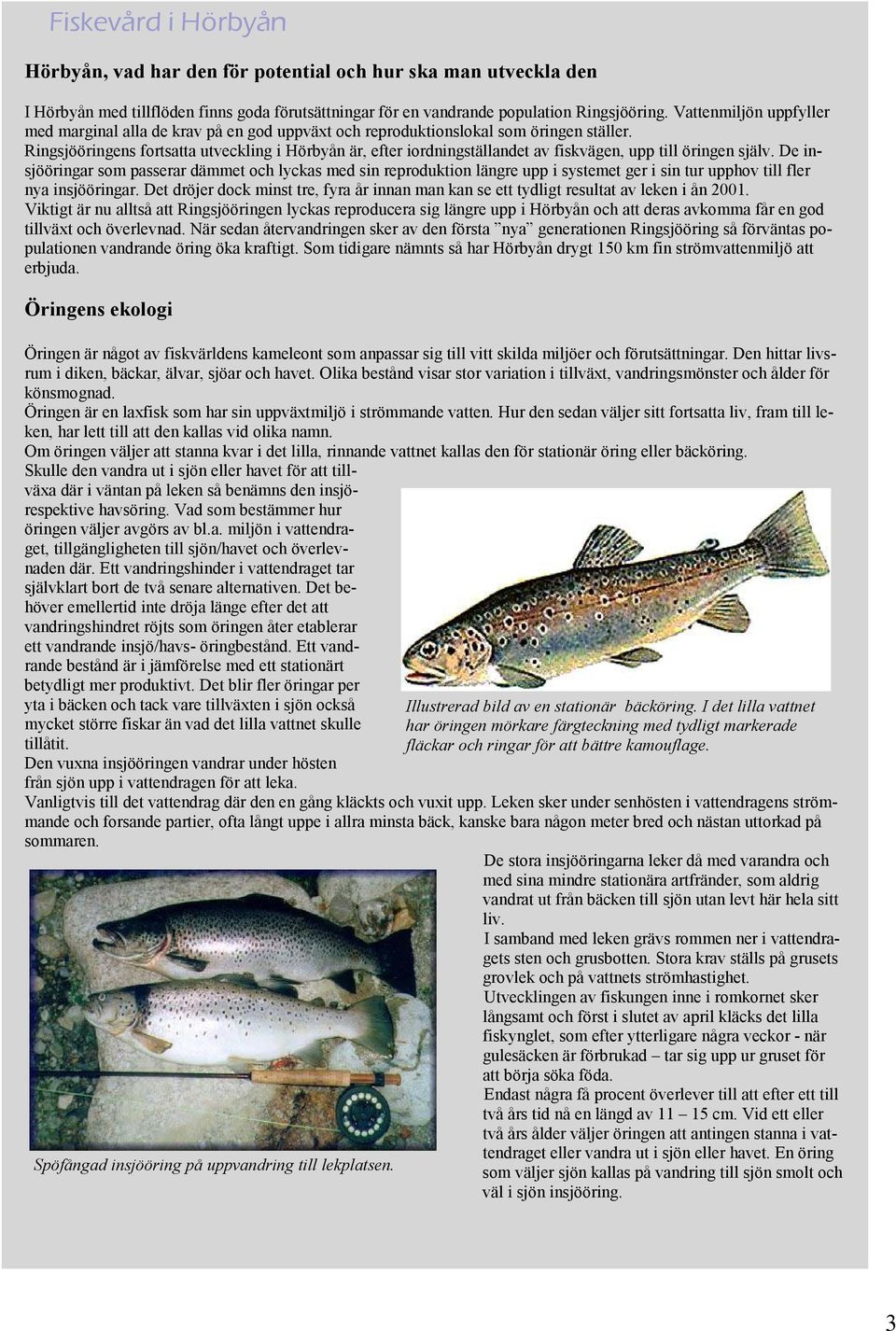 Ringsjööringens fortsatta utveckling i Hörbyån är, efter iordningställandet av fiskvägen, upp till öringen själv.