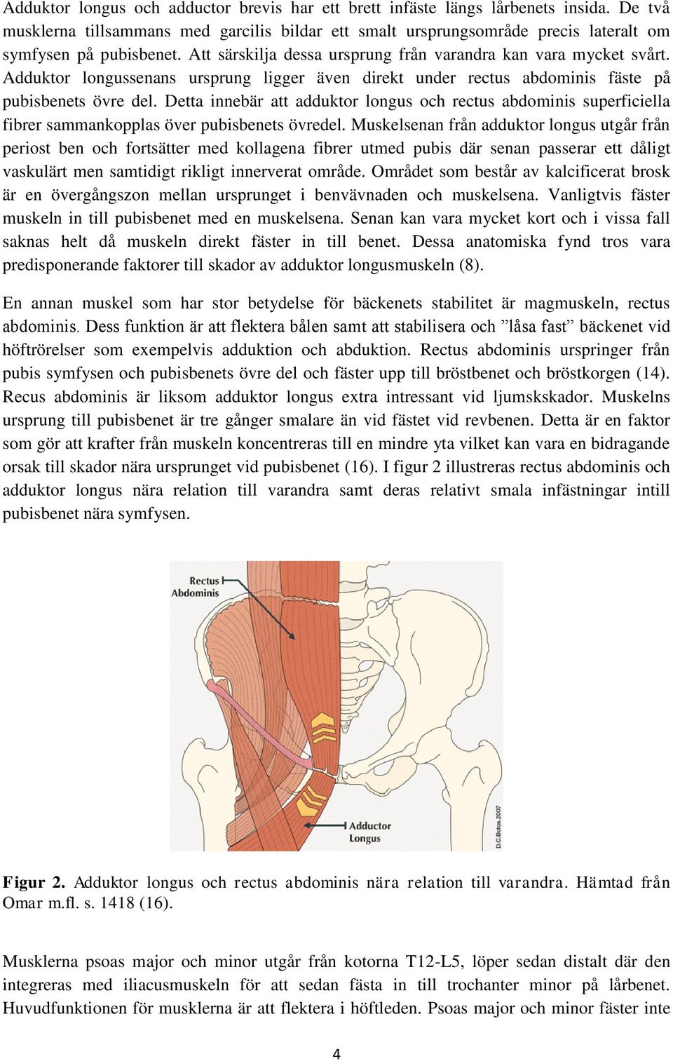 Detta innebär att adduktor longus och rectus abdominis superficiella fibrer sammankopplas över pubisbenets övredel.