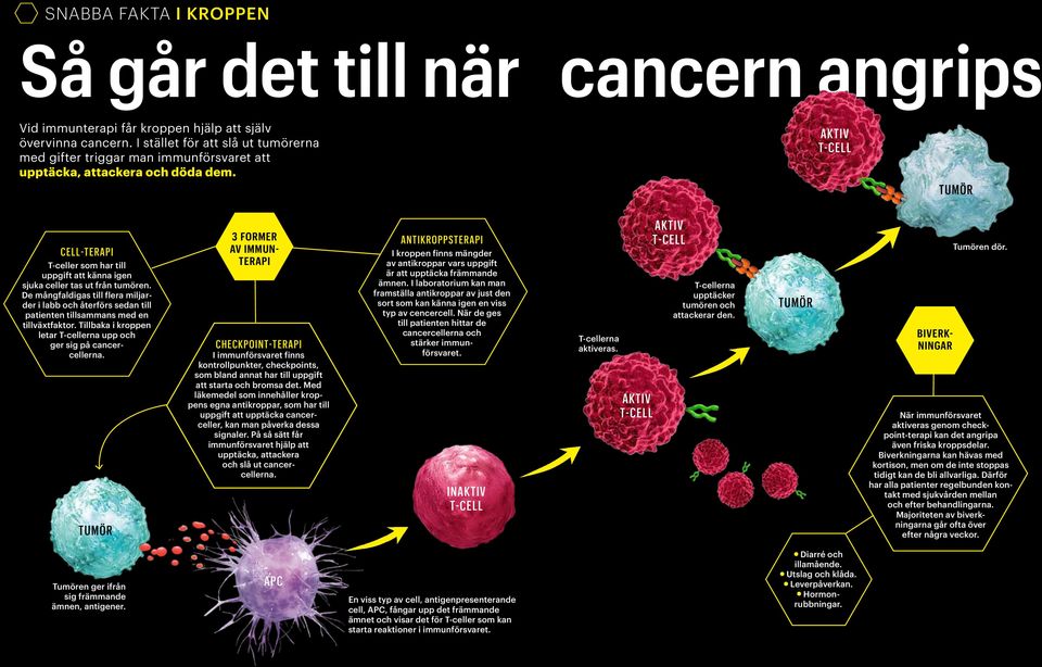 aktiv t-cell Tumör Cell-terapi T-celler som har till uppgift att känna igen sjuka celler tas ut från tumören.