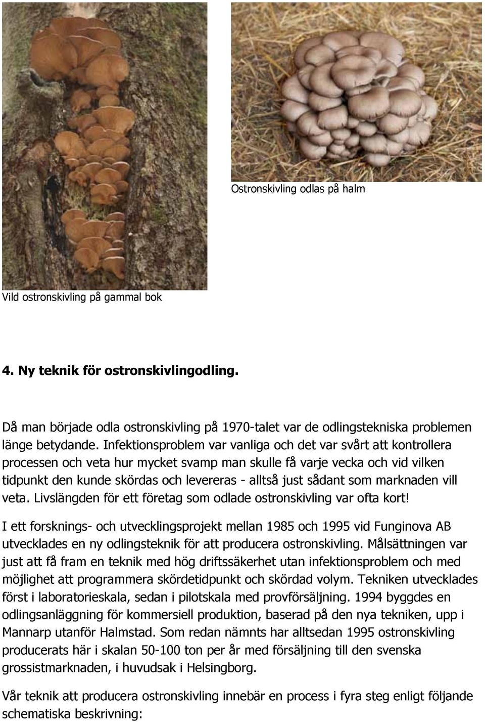 sådant som marknaden vill veta. Livslängden för ett företag som odlade ostronskivling var ofta kort!