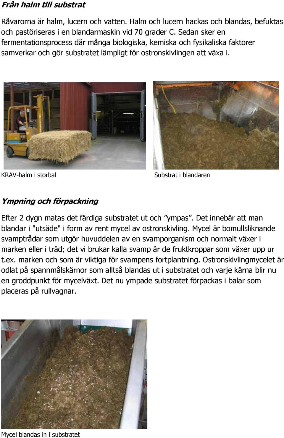 KRAV-halm i storbal Substrat i blandaren Ympning och förpackning Efter 2 dygn matas det färdiga substratet ut och ympas. Det innebär att man blandar i "utsäde" i form av rent mycel av ostronskivling.