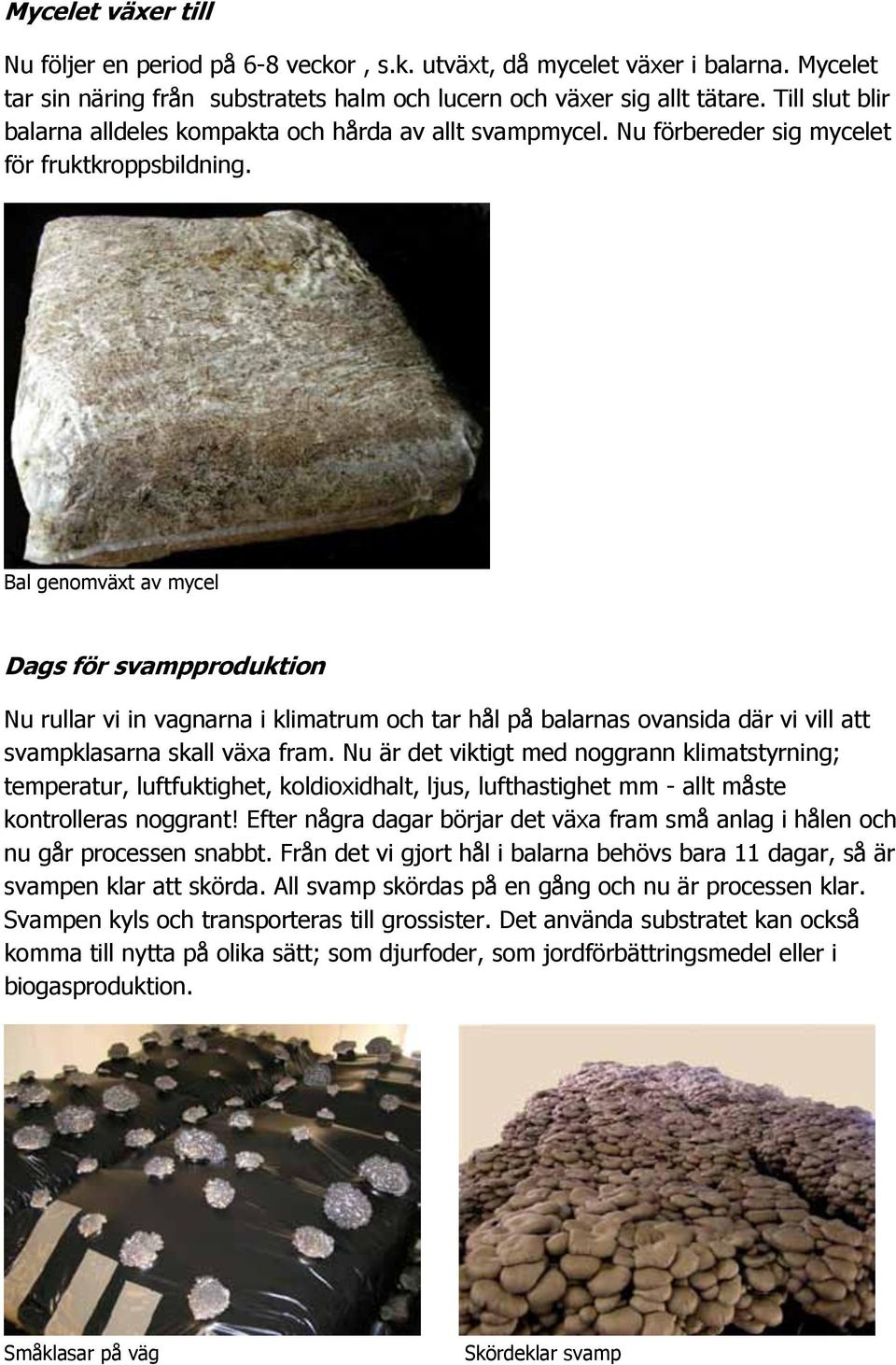 Bal genomväxt av mycel Dags för svampproduktion Nu rullar vi in vagnarna i klimatrum och tar hål på balarnas ovansida där vi vill att svampklasarna skall växa fram.