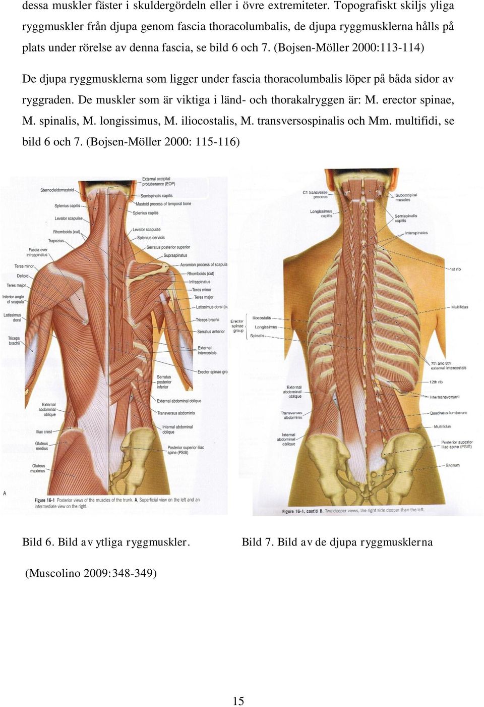 (Bojsen-Möller 2000:113-114) De djupa ryggmusklerna som ligger under fascia thoracolumbalis löper på båda sidor av ryggraden.