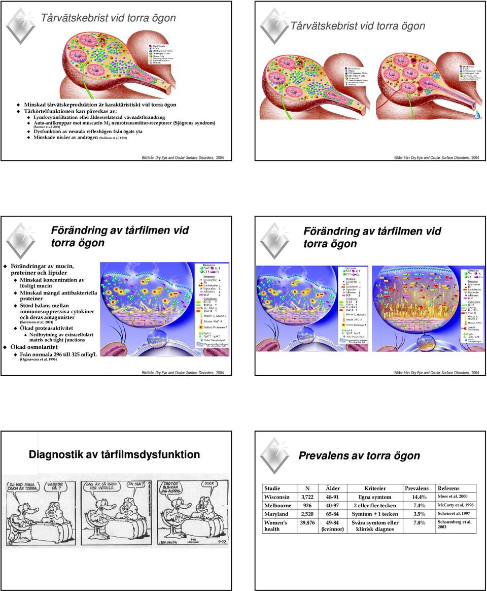 nivåer av androgen (Sullivan et al, 1998) Bild från Dry Eye and Ocular Surface Disorders, 2004 Bilder från Dry Eye and Ocular Surface Disorders, 2004 Förändring av tårfilmen vid torra ögon Förändring