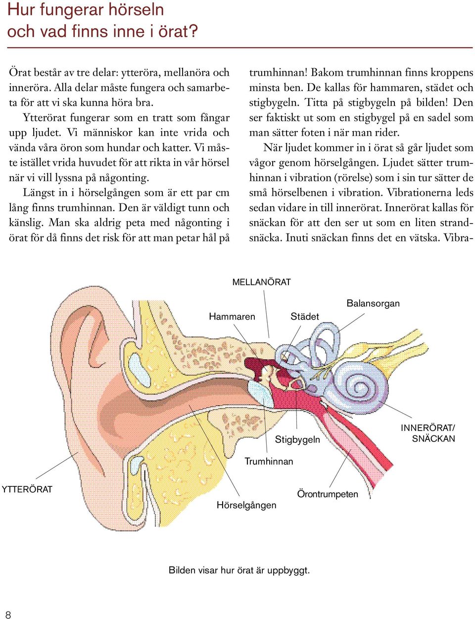 Vi måste istället vrida huvudet för att rikta in vår hörsel när vi vill lyssna på någonting. Längst in i hörselgången som är ett par cm lång finns trumhinnan. Den är väldigt tunn och känslig.