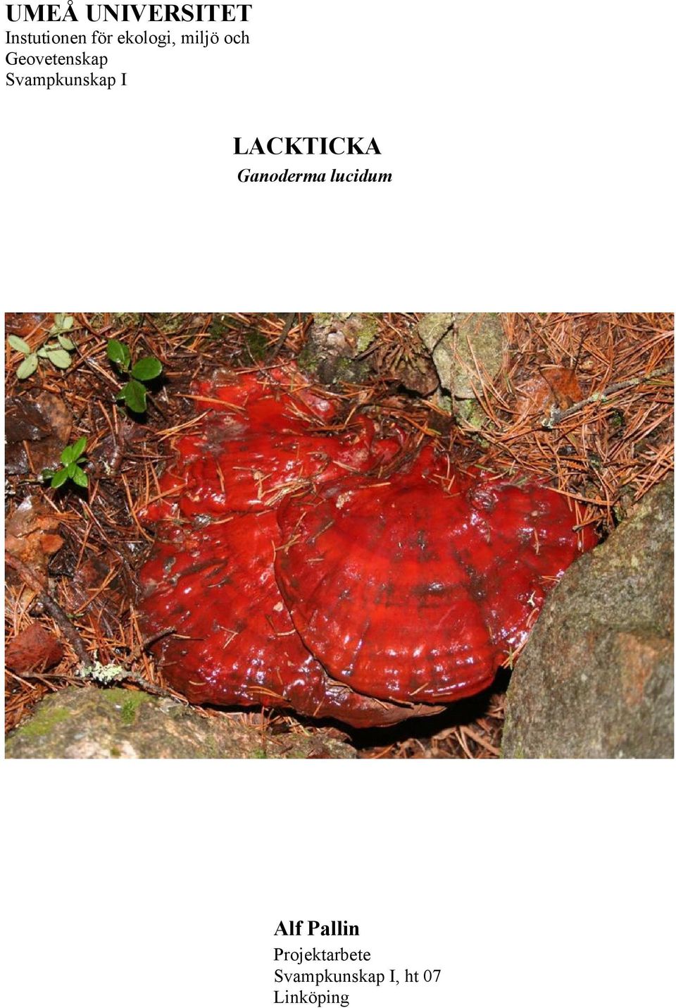 Svampkunskap I LACKTICKA Ganoderma
