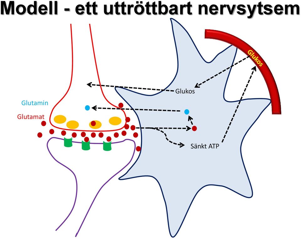 nervsytsem