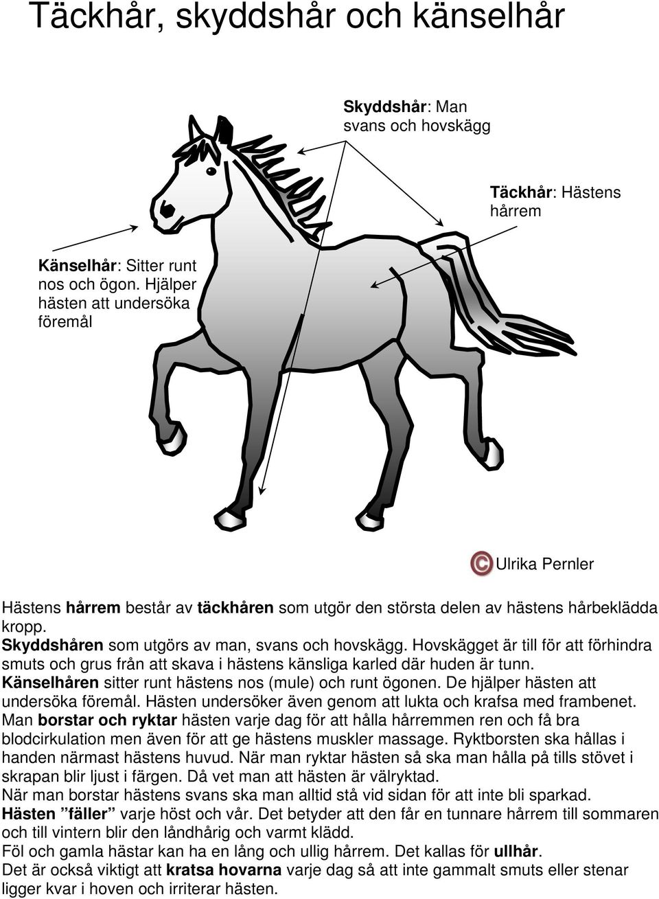 Hovskägget är till för att förhindra smuts och grus från att skava i hästens känsliga karled där huden är tunn. Känselhåren sitter runt hästens nos (mule) och runt ögonen.