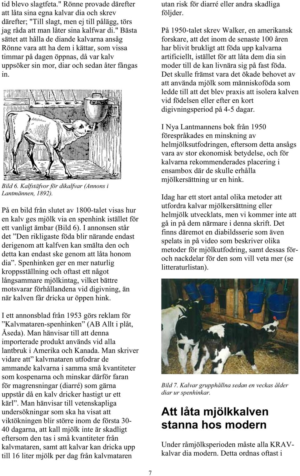 Kalfstäfvor för dikalfvar (Annons i Lantmännen, 1892). På en bild från slutet av 1800-talet visas hur en kalv ges mjölk via en spenhink istället för ett vanligt ämbar (Bild 6).