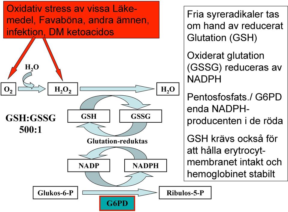 Glutation (GSH) Oxiderat glutation (GSSG) reduceras av NADPH Pentosfosfats.