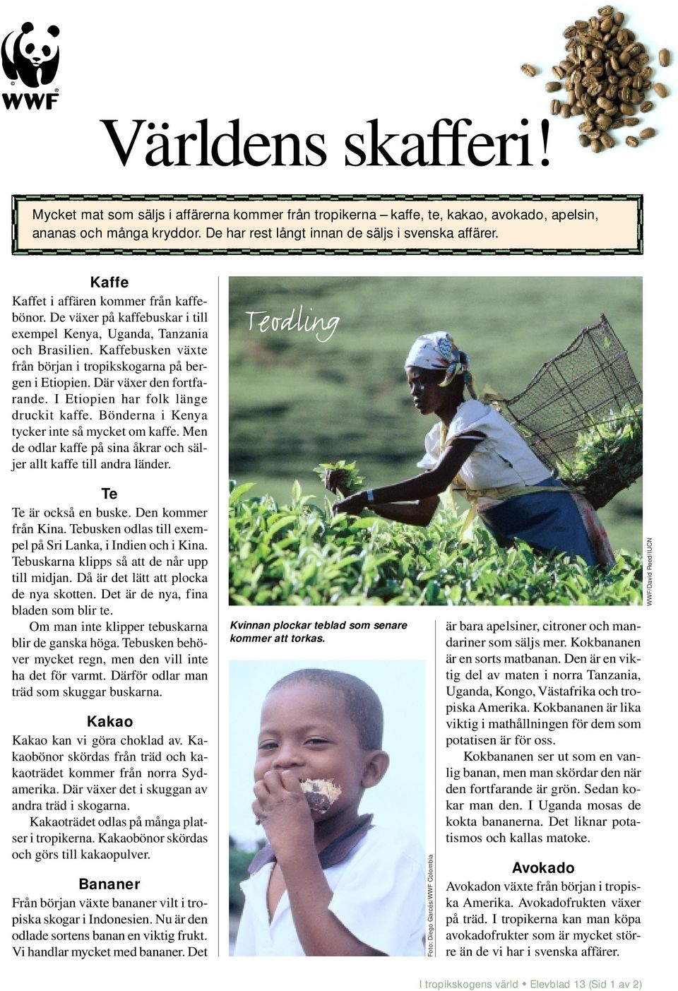 Där växer den fortfarande. I Etiopien har folk länge druckit kaffe. Bönderna i Kenya tycker inte så mycket om kaffe. Men de odlar kaffe på sina åkrar och säljer allt kaffe till andra länder.