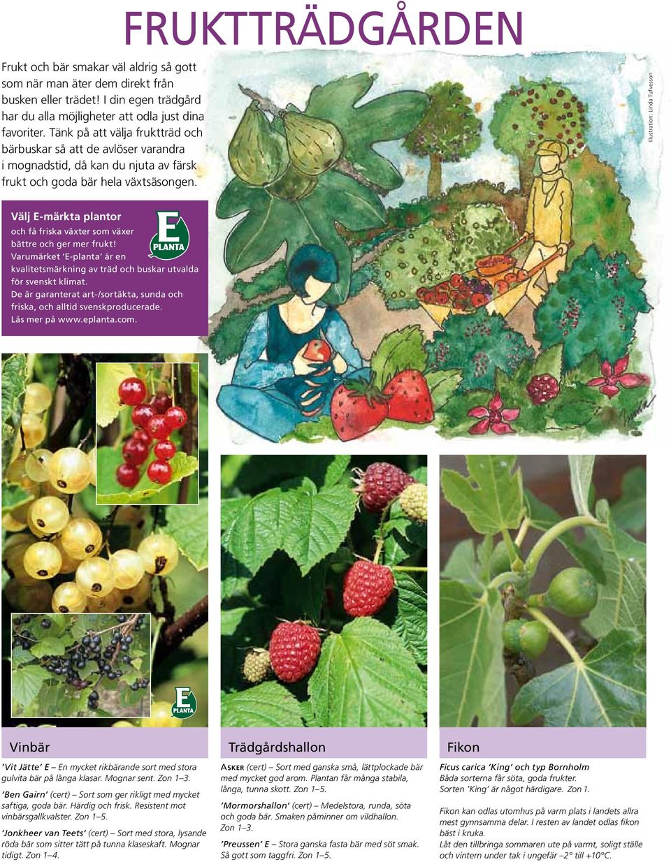 Illustration: Linda Tufvesson Välj E-märkta plantor och få friska växter som växer bättre och ger mer frukt! Varumärket E-planta är en kvalitetsmärkning av träd och buskar utvalda för svenskt klimat.