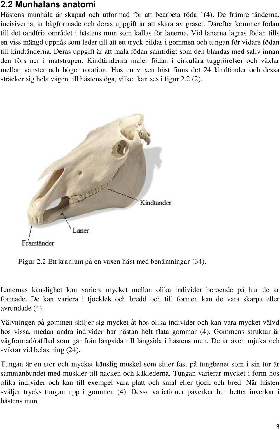 Vid lanerna lagras födan tills en viss mängd uppnås som leder till att ett tryck bildas i gommen och tungan för vidare födan till kindtänderna.