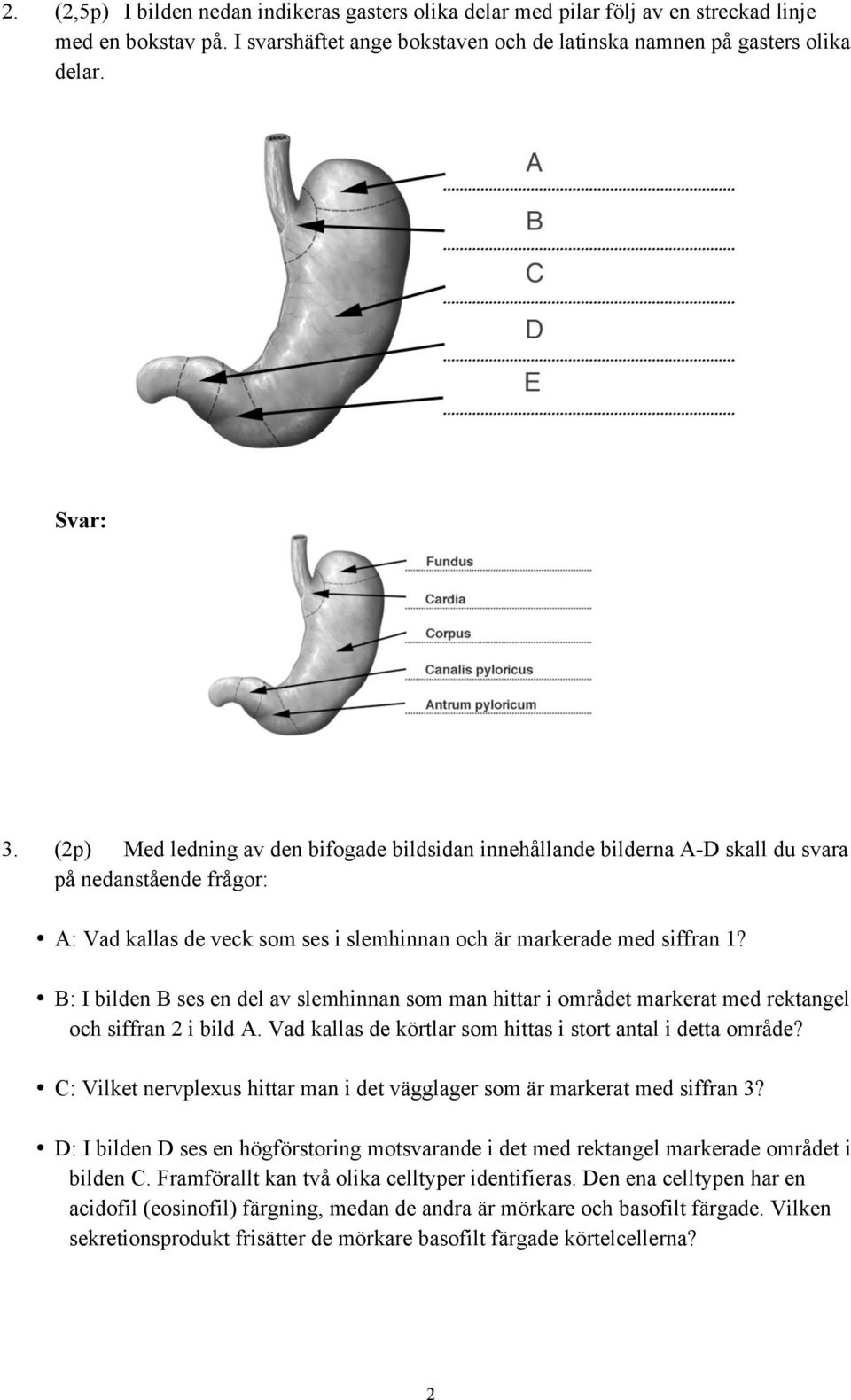 B: I bilden B ses en del av slemhinnan som man hittar i området markerat med rektangel och siffran 2 i bild A. Vad kallas de körtlar som hittas i stort antal i detta område?