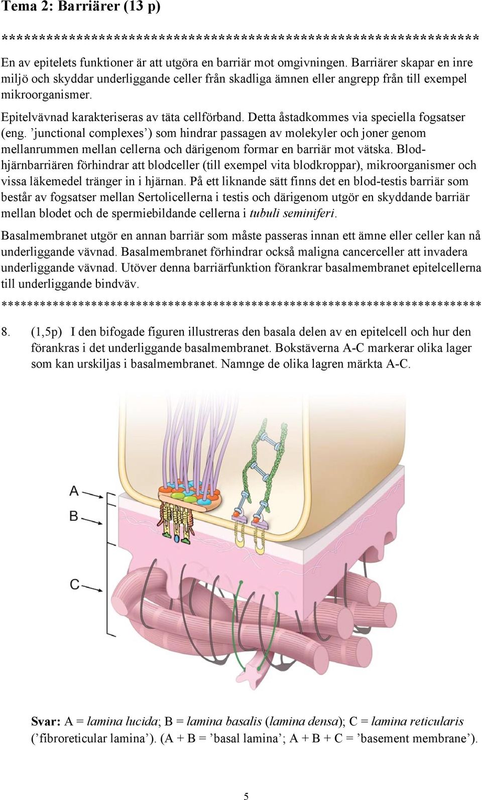 Detta åstadkommes via speciella fogsatser (eng. junctional complexes ) som hindrar passagen av molekyler och joner genom mellanrummen mellan cellerna och därigenom formar en barriär mot vätska.