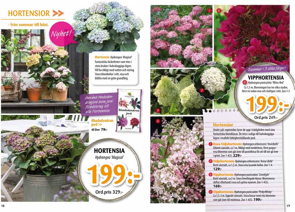 Blomningen har tre olika stadier, först vit sedan rosa och slutligen i rött. Zon - 99:- Ord.pris 9:- HORTENSIA Hydrangea Magical 99:- Ord.