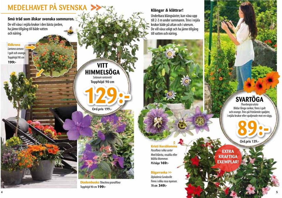 Eldkrona Lantana camara I gult och orange. Topphöjd 90 cm 99:- VITT HIMMELSÖGA Solanum rantonetti Topphöjd 90 cm 9:- Ord.