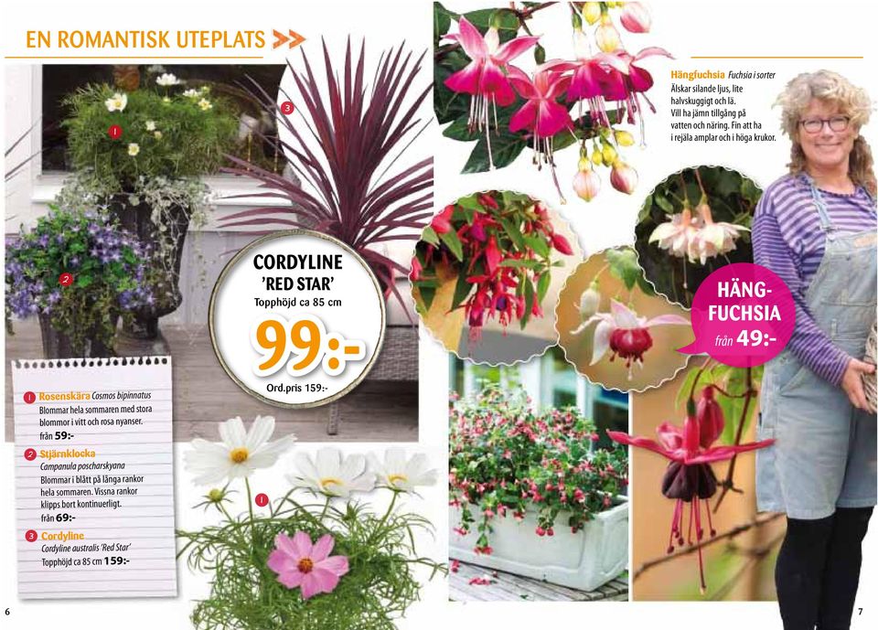 CORDYLINE RED STAR Topphöjd ca 8 cm 99:- HÄNG- FUCHSIA från 9:- Rosenskära Cosmos bipinnatus Blommar hela sommaren med stora blommor i vitt