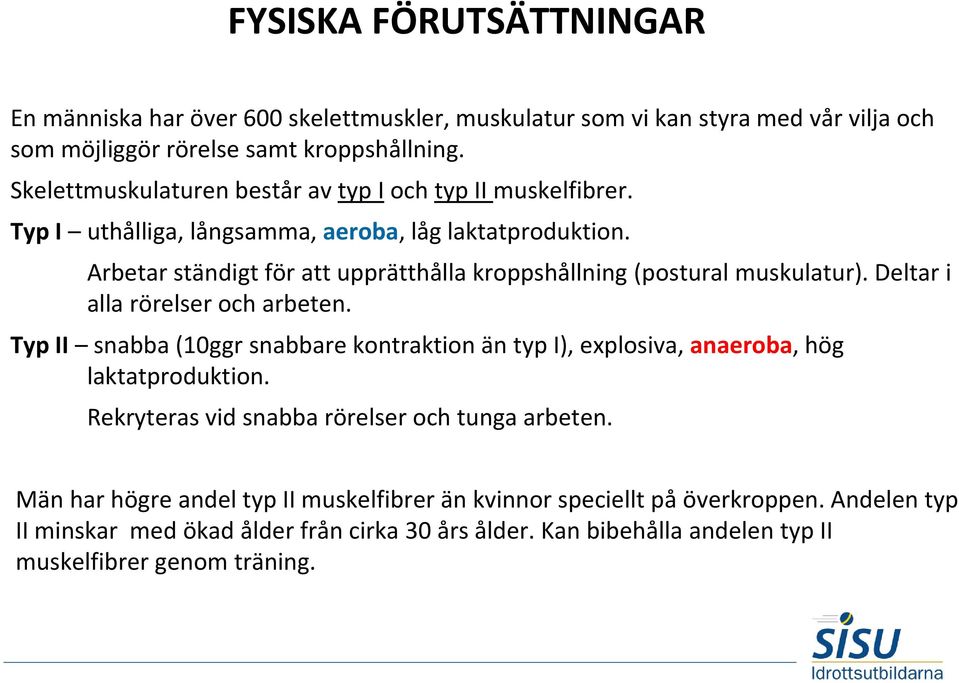 Arbetar ständigt för att upprätthålla kroppshållning (postural muskulatur). Deltar i alla rörelser och arbeten.