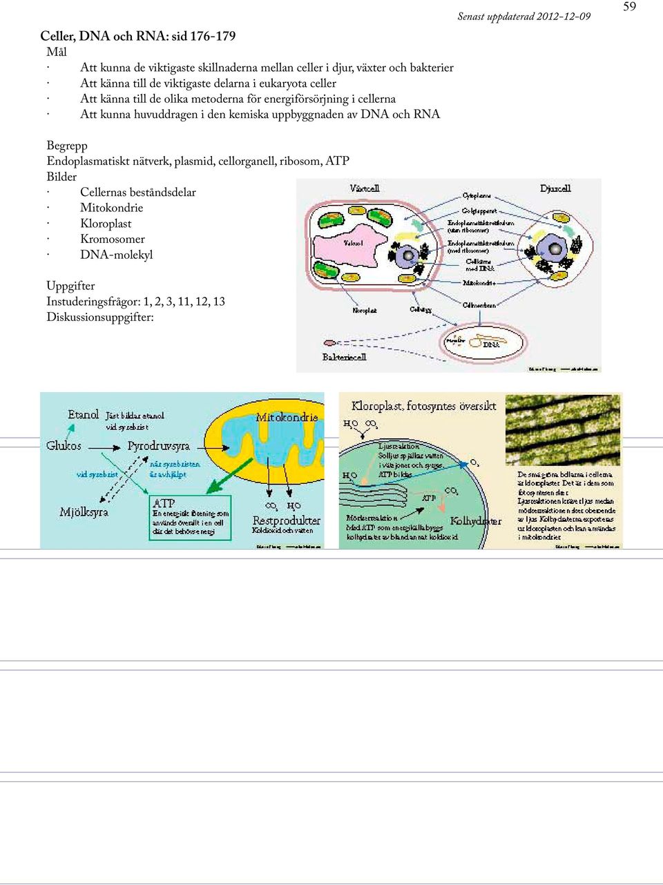 den kemiska uppbyggnaden av DNA och RNA Senast uppdaterad 2012-12-09 59 Endoplasmatiskt nätverk, plasmid, cellorganell, ribosom,