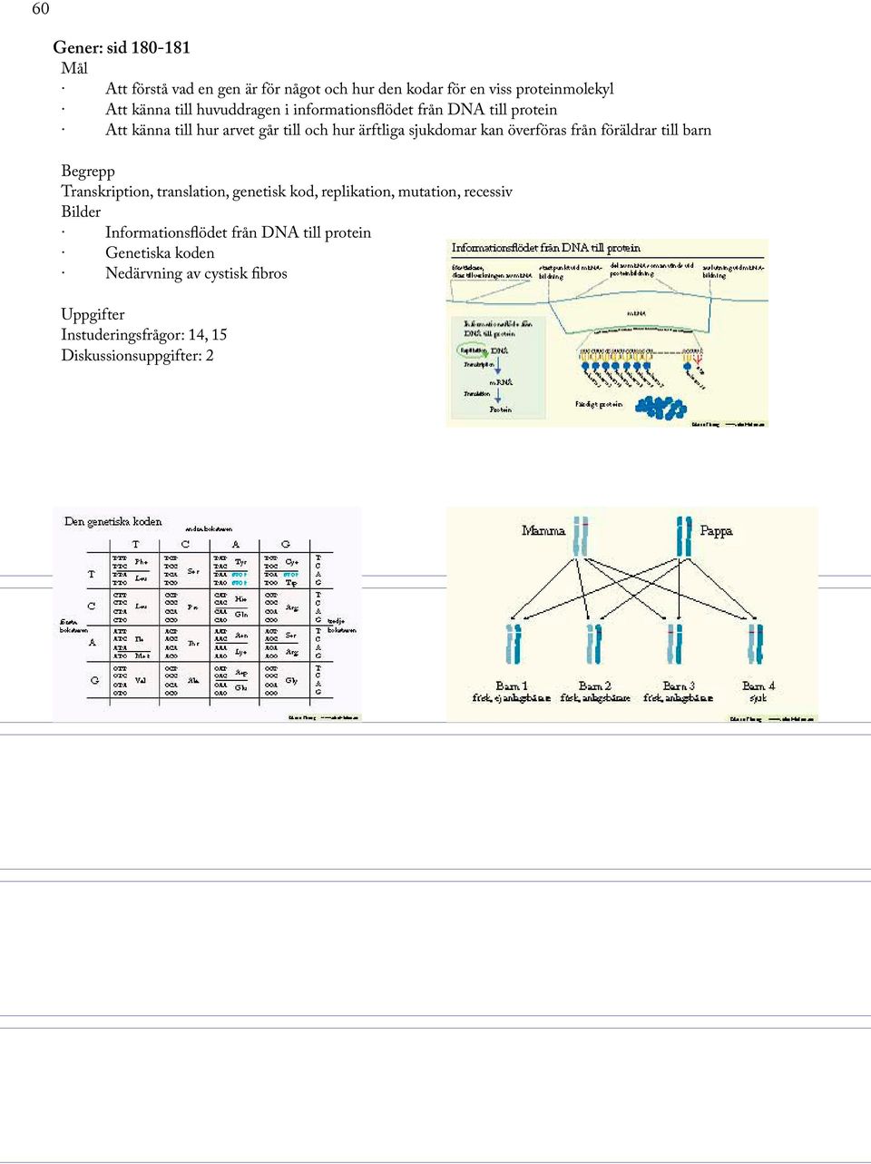 överföras från föräldrar till barn Transkription, translation, genetisk kod, replikation, mutation, recessiv