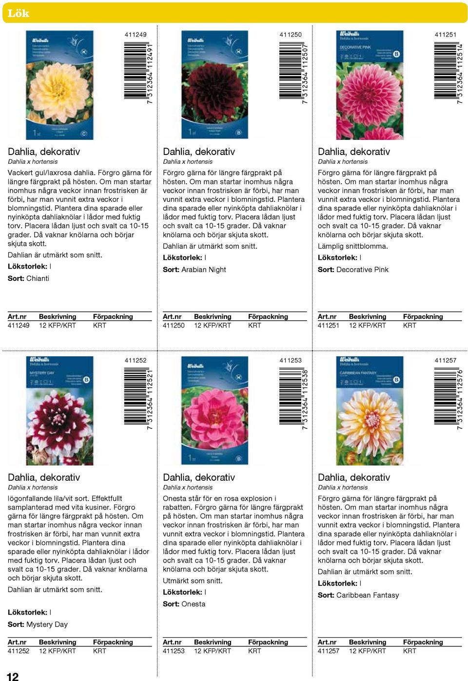 Placera lådan ljust och svalt ca 10 15 grader. Då vaknar knölarna och börjar skjuta skott. Sort: Chianti Dahlia, dekorativ Sort: Arabian Night Dahlia, dekorativ Lämplig snittblomma.