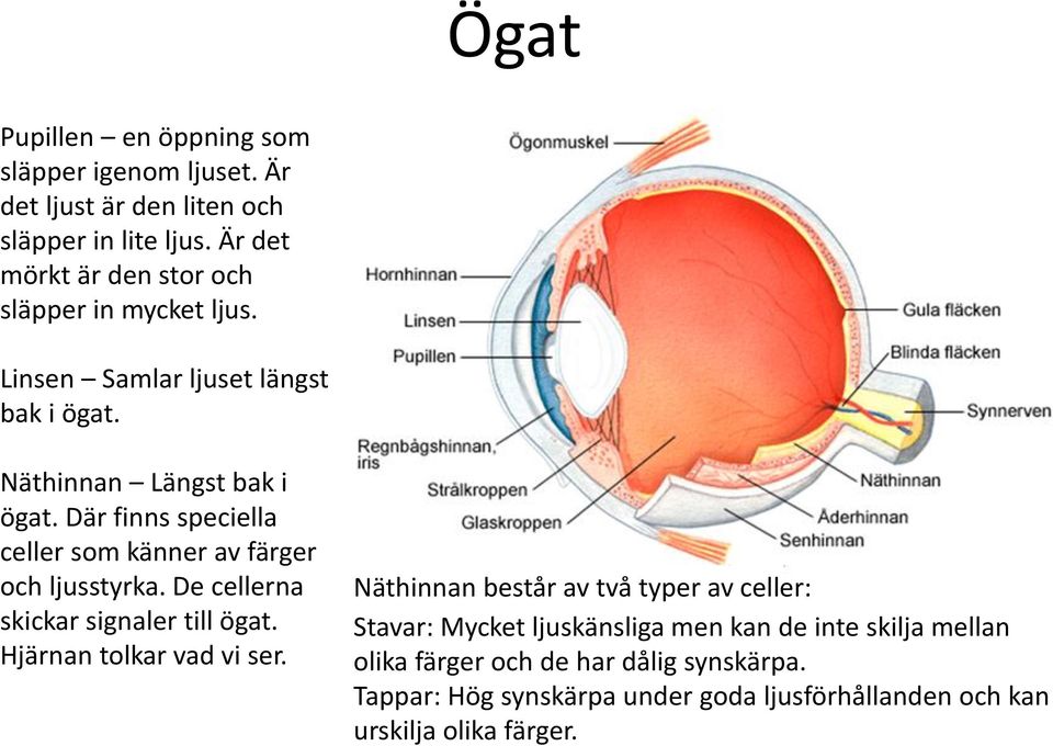 Där finns speciella celler som känner av färger och ljusstyrka. De cellerna skickar signaler till ögat. Hjärnan tolkar vad vi ser.