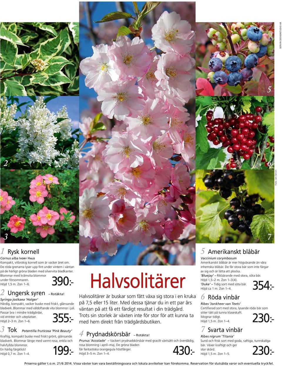 2 Ungersk syren Rotäkta! Syringa josikaea Holger Härdig, kompakt, vacker buske med friskt, glänsande bladverk. Blommar med väldoftande vita blommor i juli.