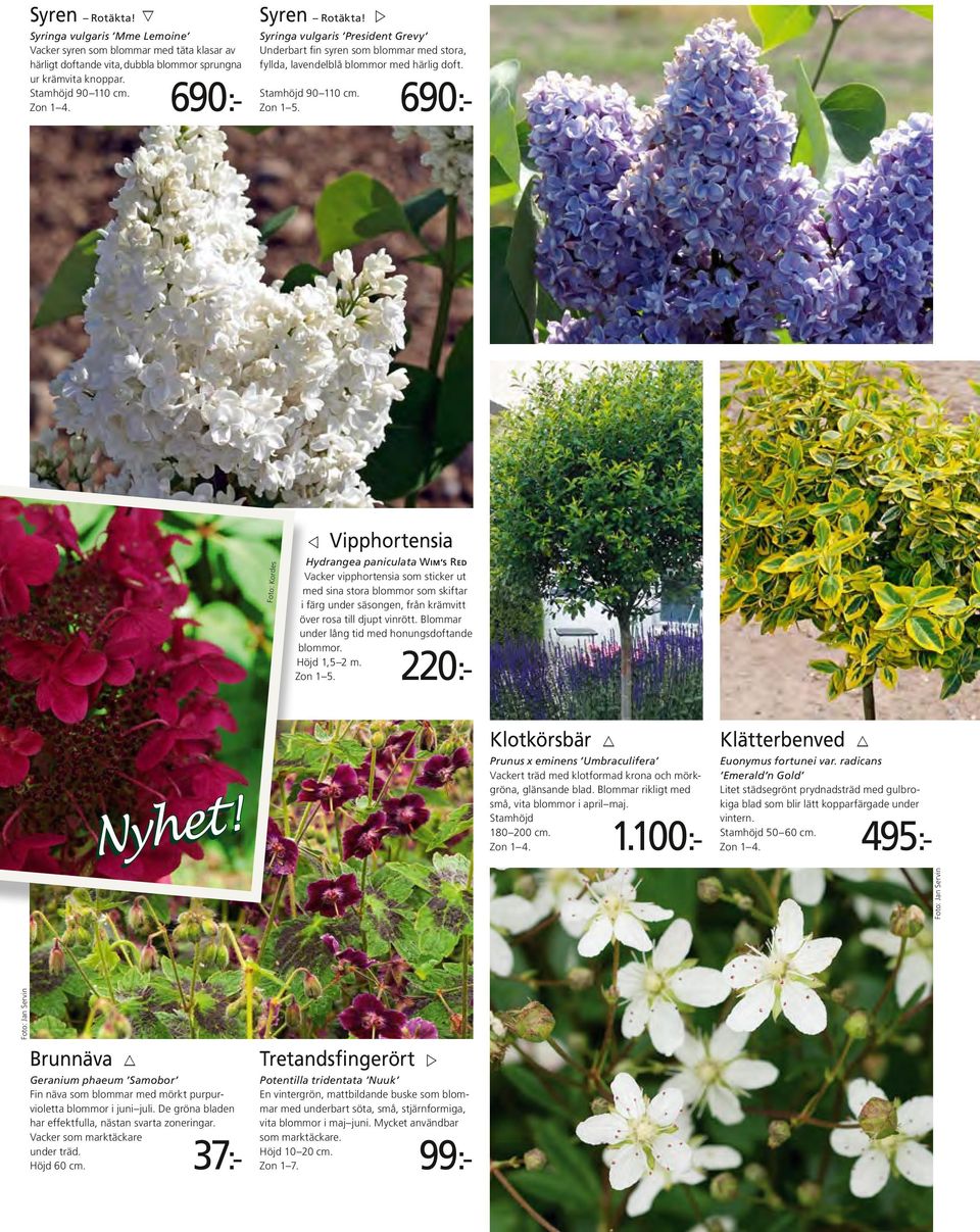 Foto: Kordes v Vipphortensia Hydrangea paniculata wim s red Vacker vipphortensia som sticker ut med sina stora blommor som skiftar i färg under säsongen, från krämvitt över rosa till djupt vinrött.