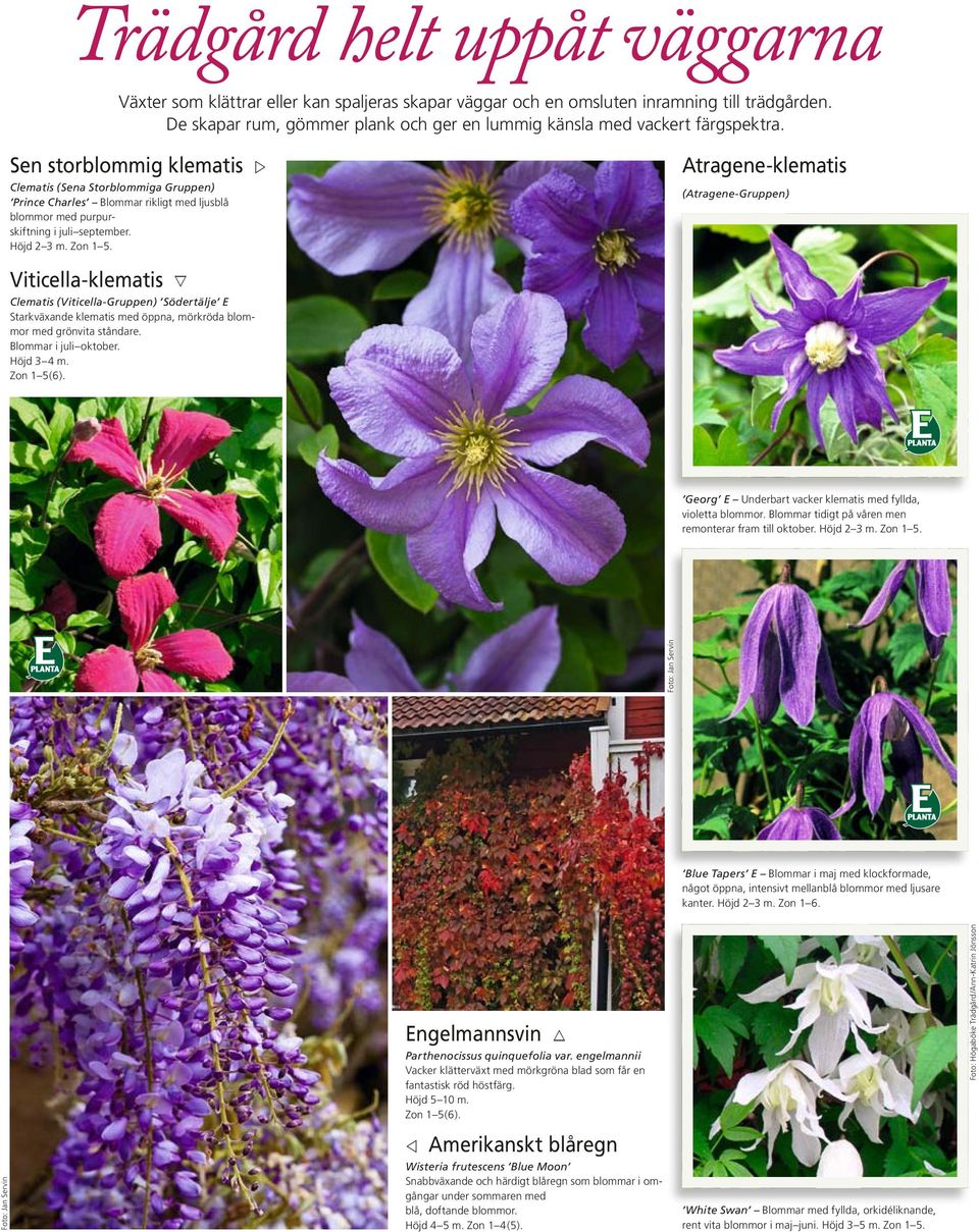 Sen storblommig klematis w Clematis (Sena Storblommiga Gruppen) Prince Charles Blommar rikligt med ljusblå blommor med purpurskiftning i juli september. Höjd 2 3 m.