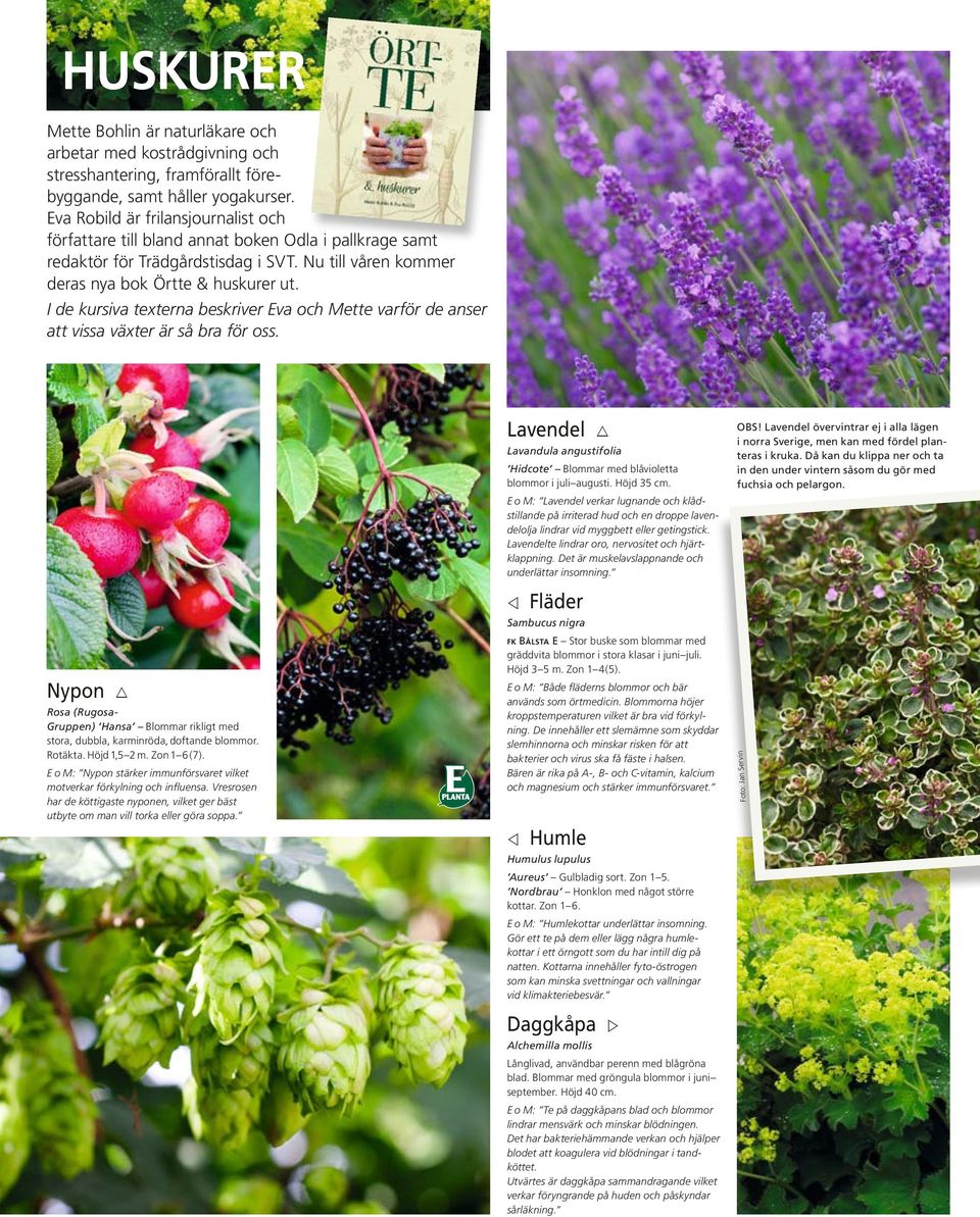 I de kursiva texterna beskriver Eva och Mette varför de anser att vissa växter är så bra för oss. Nypon r Rosa (Rugosa- Gruppen) Hansa Blommar rikligt med stora, dubbla, karminröda, doftande blommor.