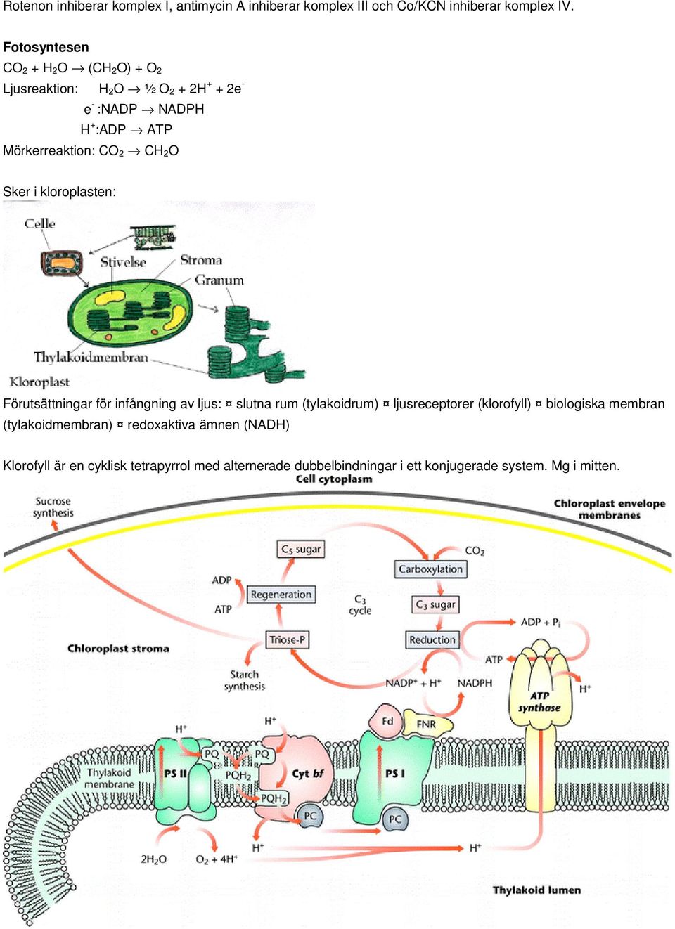 kloroplasten: Förutsättningar för infångning av ljus: slutna rum (tylakoidrum) ljusreceptorer (klorofyll) biologiska