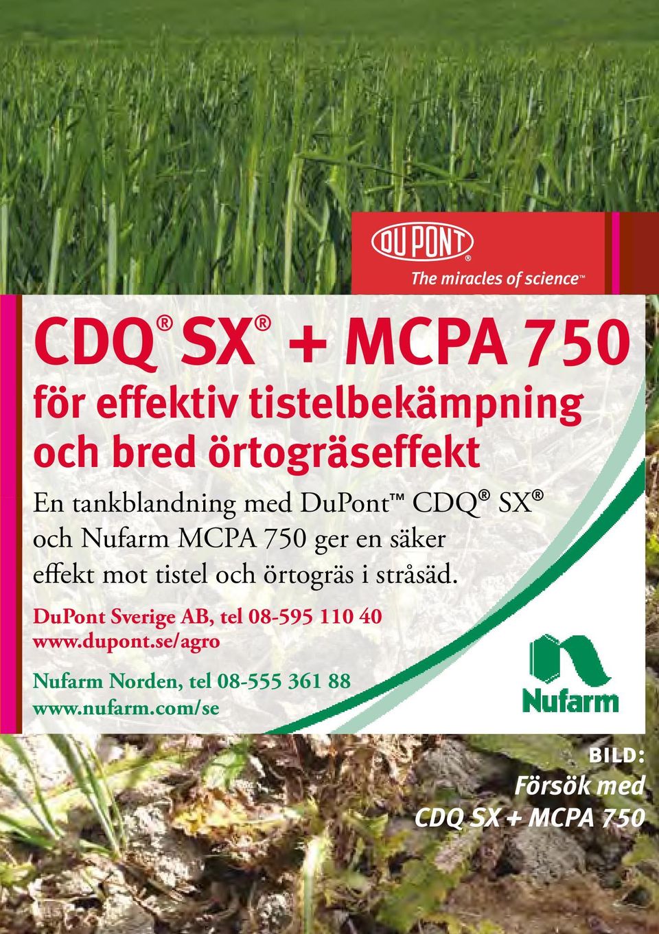 tistel och örtogräs i stråsäd. DuPont Sverige AB, tel 08-595 110 40 www.dupont.