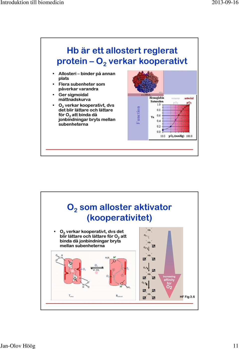 binda då jonbindningar bryts mellan subenheterna O 2 som alloster aktivator (kooperativitet) O 2 verkar kooperativt,