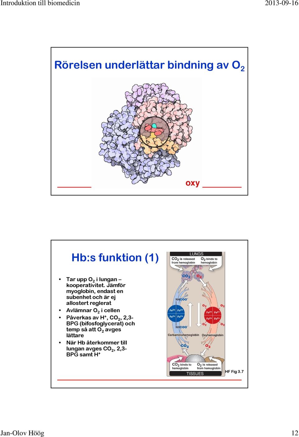 Jämför myoglobin, endast en subenhet och är ej allostert reglerat Avlämnar O 2 i cellen