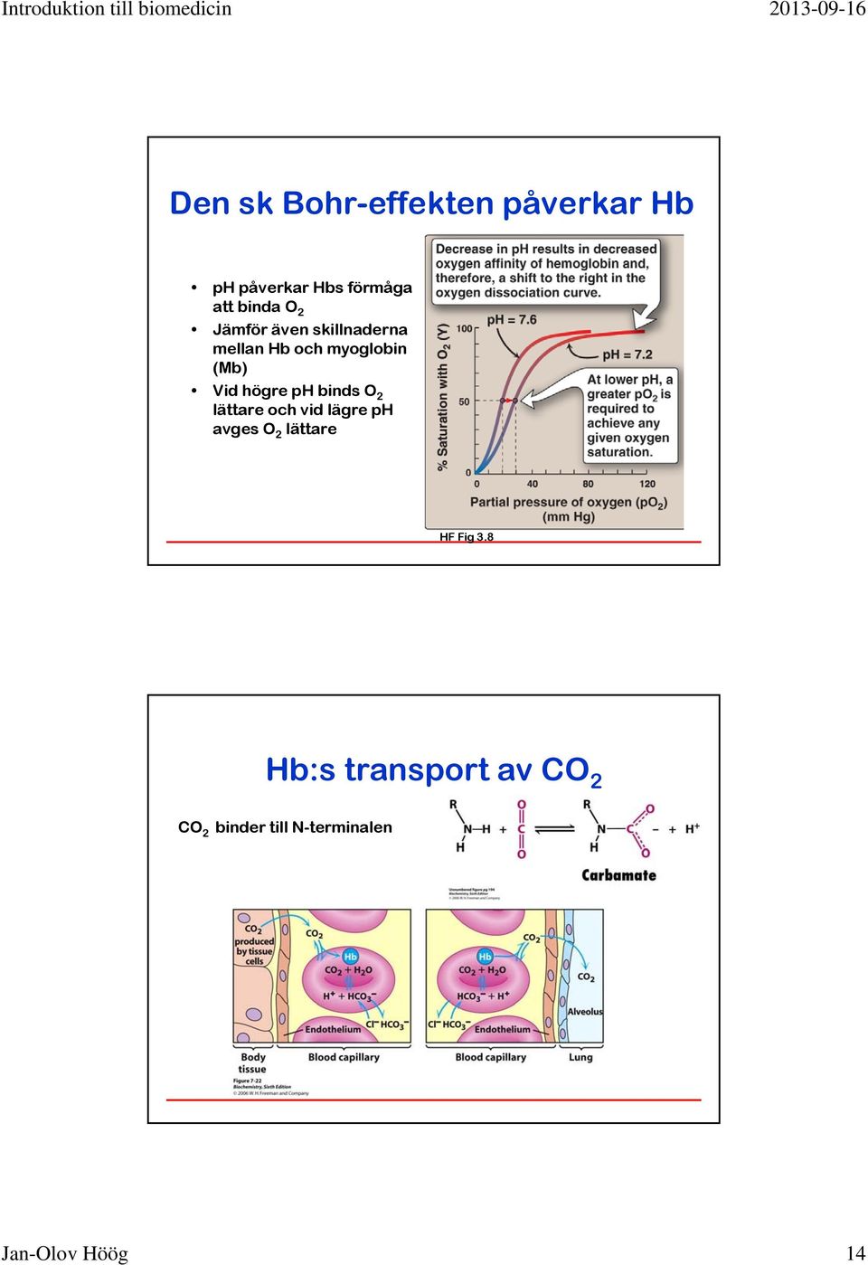 ph binds O 2 lättare och vid lägre ph avges O 2 lättare HF Fig 3.