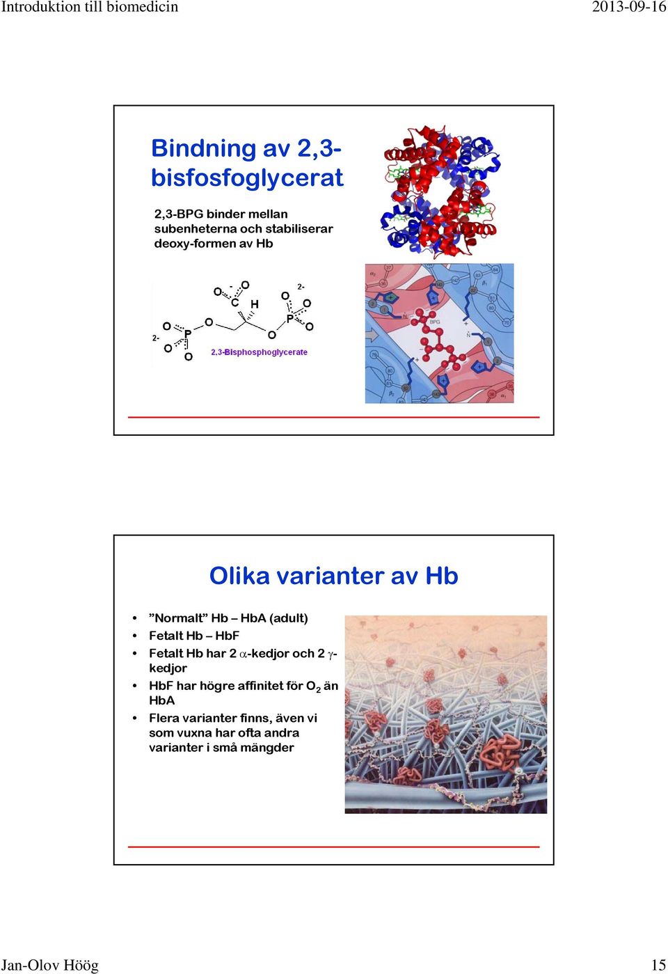 Hb HbF Fetalt Hb har 2 -kedjor och 2 - kedjor HbF har högre affinitet för O 2 än HbA